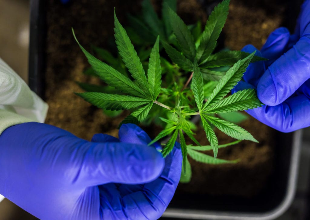 Los negocios de cannabis