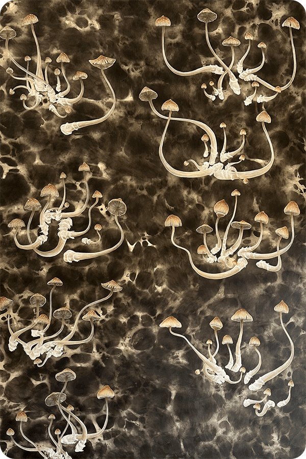 Psylocibes
