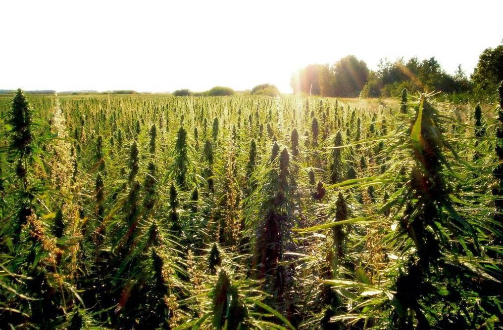 canamo cultivo