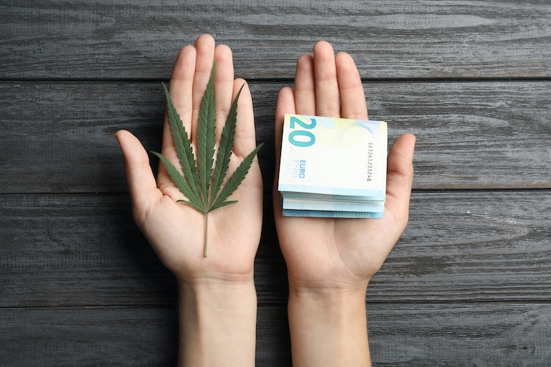 ¿Cómo iniciar un negocio de cannabis?