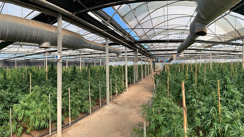cultivo de cáñamo industrial