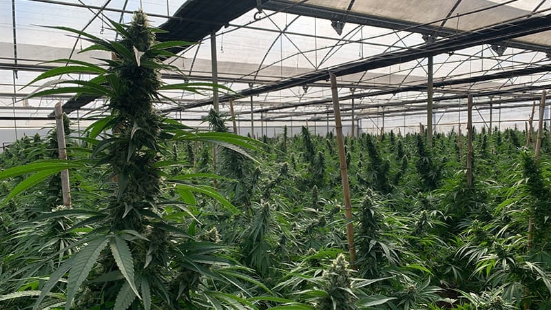 el cultivo de semillas de cáñamo industrial