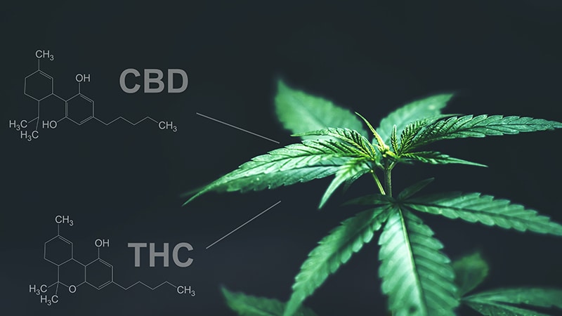 diferencias entre thc y cbd