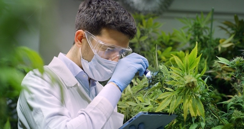 situación legal del cbd en España